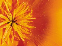 A healthy coexistence