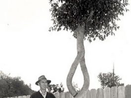 The man who talked to – and shaped – trees