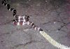 King snake to the rescue