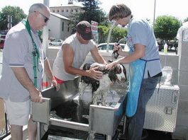 Every dog does have his day