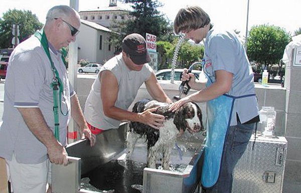 Every dog does have his day