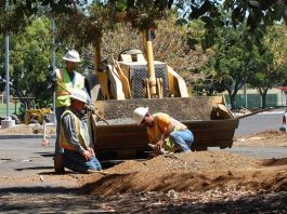 Gavilan grows to record numbers