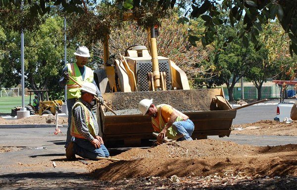 Gavilan grows to record numbers