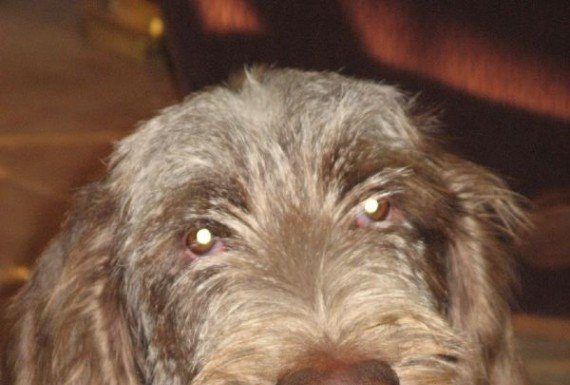 Dog park attack shakes up puppy, owner