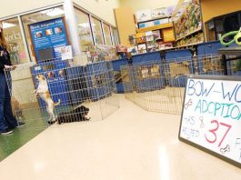 Local woman gives dogs new bark