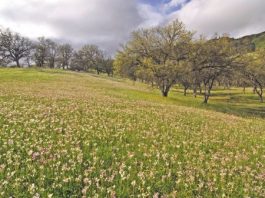 Getting out: Deep into Coe Park