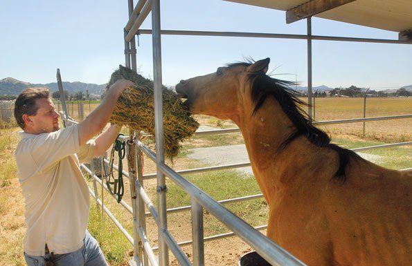 Shelter sees increase in abandoned horses