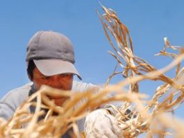 Garlic back in business