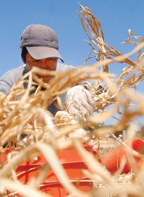 Garlic back in business