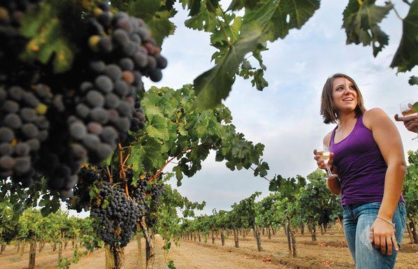 Rain and heat foretell fruitful wine harvest