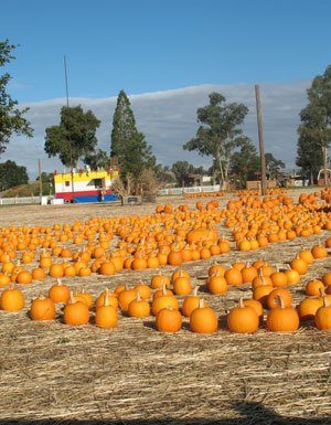 Stalled project caused sewer spill