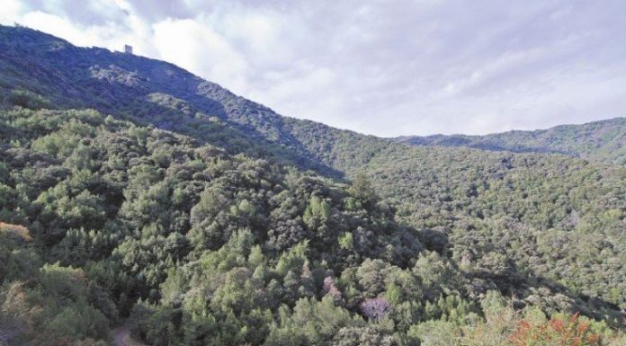 A pleasing combination