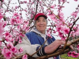 Local orchards enjoy early cold weather