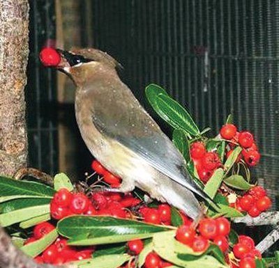 The social cedar waxwing exemplifies holiday spirit