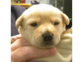 Puppy found in McDonald’s bag on side of San Juan Bautista road