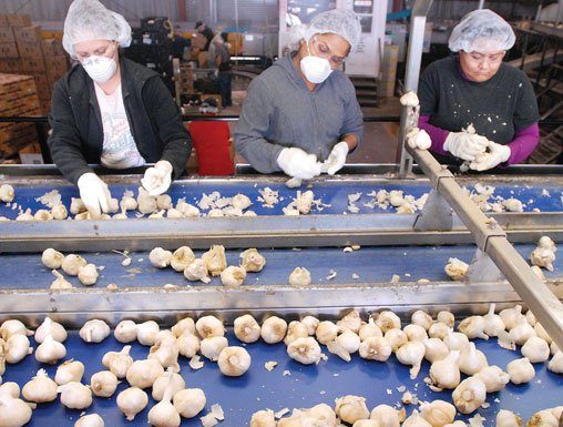 Christopher Ranch boosts wages