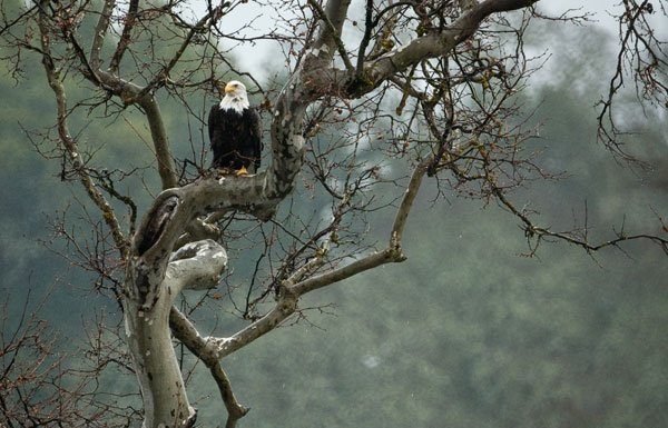 The eagle has landed