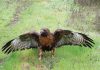 ‘Dolly’ takes flight