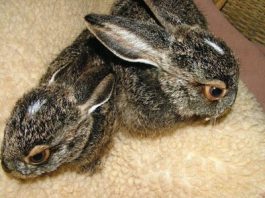 Black-tailed jackrabbits saved by German shepherd