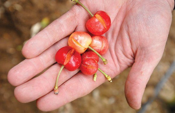 Crops challenged by rainy weather