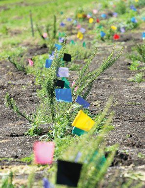 Creek cleanup helps cut down invasive weeds, promote beneficial insects