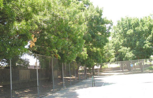 Red Phone: The cat conundrum