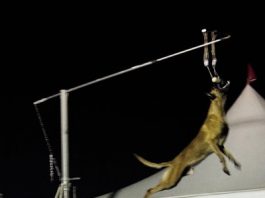 Hollister dog sets record