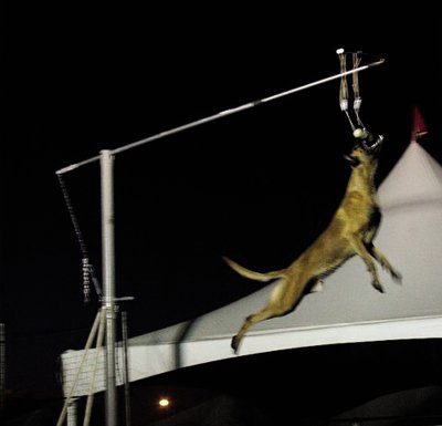 Hollister dog sets record