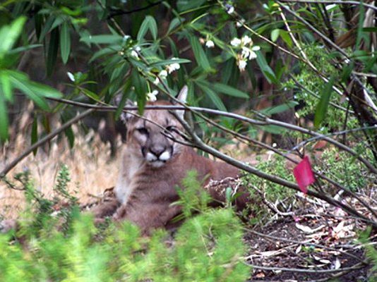 Mountain lion kills west MH goat