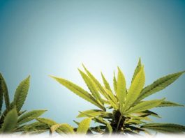 Marijuana misconceptions?