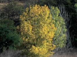 GOLF: San Juan Oaks preps for West Coast Conference Golf Championships