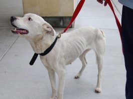 Neglected dog seeking love