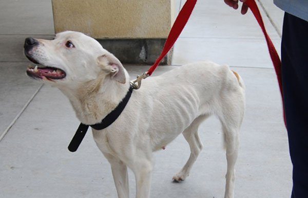 Neglected dog seeking love