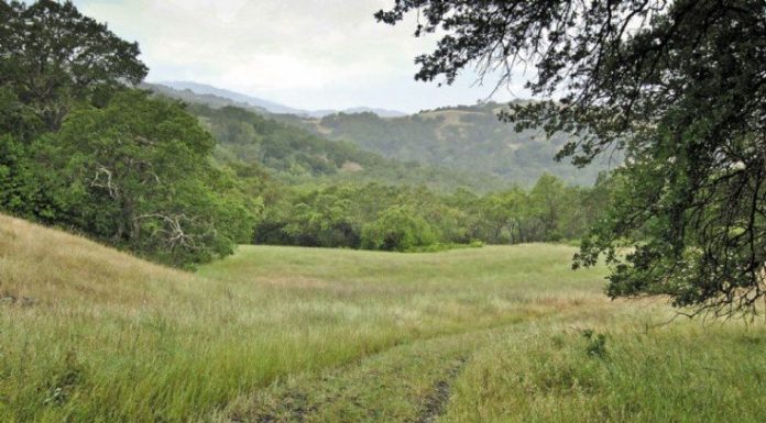GETTING OUT: June gloom can bring out the best of Calero Park