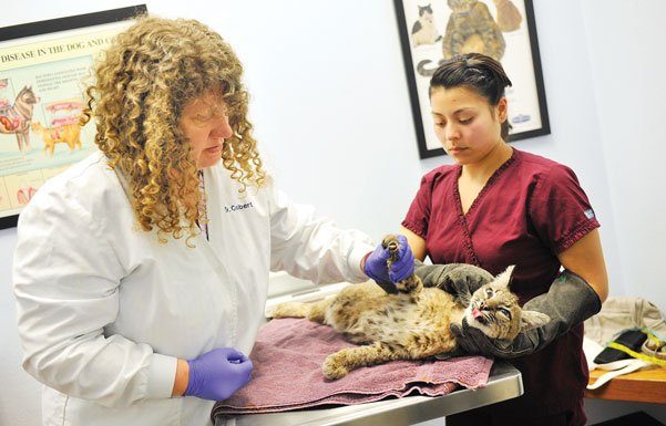 Wildlife center prepares orphaned bobcats for the wild