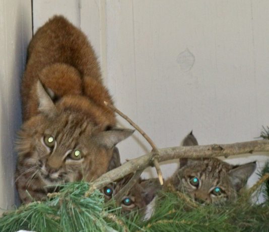 Tilden, Crystal & Morty