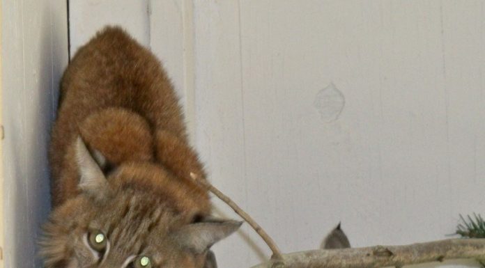 Tilden, Crystal & Morty