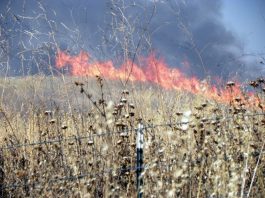Brush fire under investigation