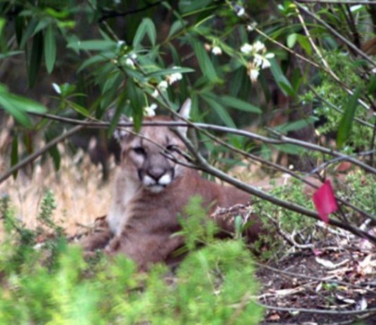 Mountain lion trapped in Aromas after killing two steers