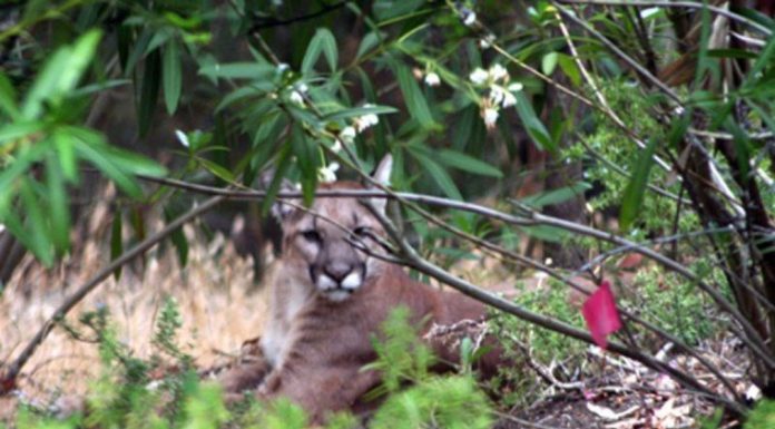 Mountain lion trapped in Aromas after killing two steers