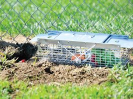 Elusive albino creature turns heads at Anchorpoint