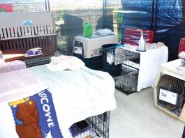 Animal shelter crowded after ‘extreme’ cat hoarding bust