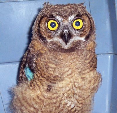 WERC: Empty nest syndrome