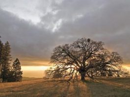 Parks Dept. inks agreement to save Coe Park