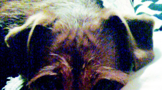 A Christmas letter to Santa – from Kirby the dog