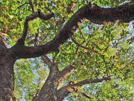 GETTING OUT: Coe Parks’ home to ‘Mother of all Madrones’