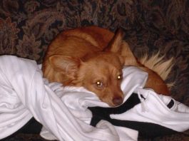 Woman injured; dog dies in pit bull attack