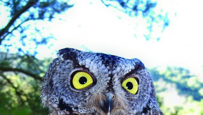 Owlivia is WERC’s newest animal ambassador