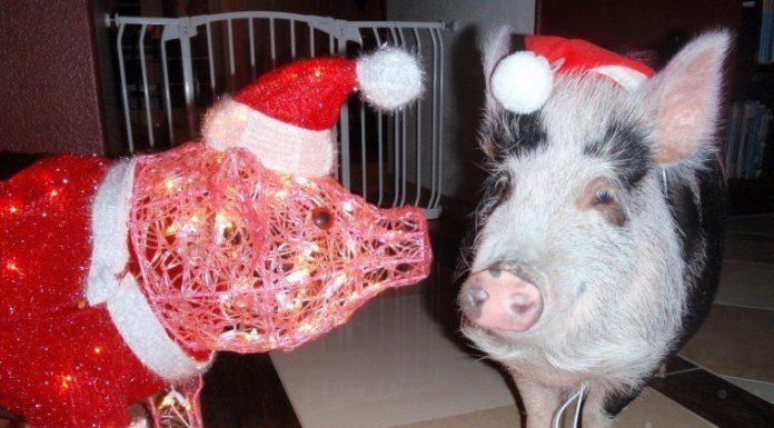 Of Potbellies and Pills: One Pet Pig’s Overdosing Episode