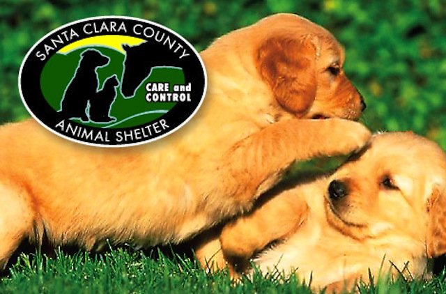 Three barks for the San Martin Animal Shelter | Gilroy Dispatch | Gilroy,  San Martin, CA